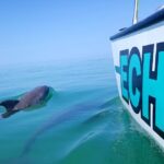 Shallow Water Snorkeling and Dolphin Watching in Key West - Encountering Dolphins in Their Natural Habitat