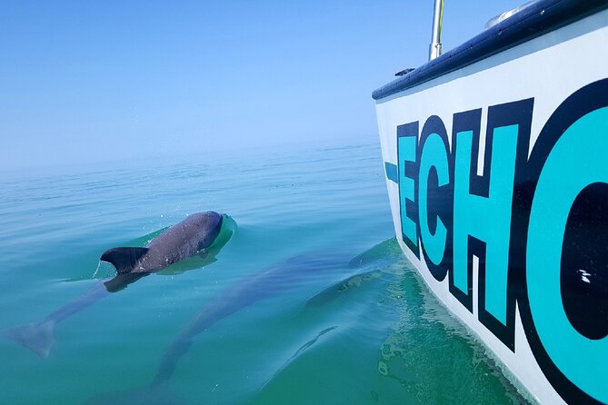 Shallow Water Snorkeling and Dolphin Watching in Key West - Encountering Dolphins in Their Natural Habitat