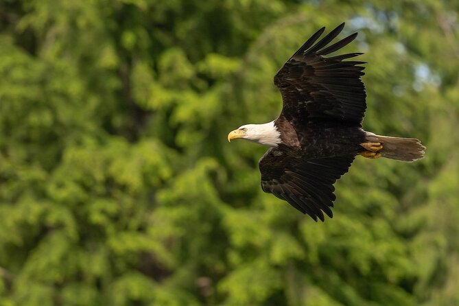 Shared Tour in Sitka with Meal - Scenic Overlook at Silver Bay