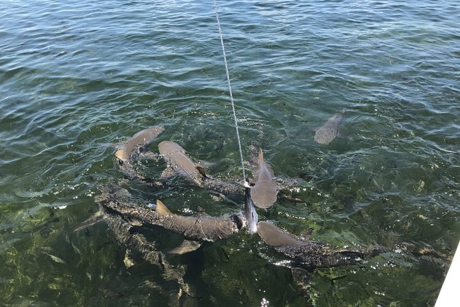 Shark and Wildlife Viewing Adventure in Key West - The Eco-Conscious Design of the Tiger Cat