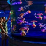 Shark Reef at Mandalay Bay Hotel and Casino - What to Expect Inside the Aquarium