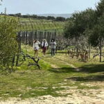 Shuttle & Wine Experience at Lyrarakis Winery - Scenic Drive to Lyrarakis Winery in Crete’s Countryside