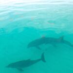 Sian Ka'an Boat Experience from Riviera Maya to Tulum - Wildlife Encounters: Birds, Crocodiles, and Sea Turtles