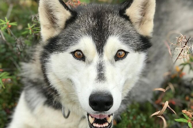 Siberian Husky Kennel Tour in Fairbanks Alaska - The Guides Role in Sharing Siberian Husky Stories