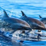 Side: Dolphin Island Boat Trip with Lunch & Unlimited Drinks - Exploring the Mediterranean from Kumköy Beach