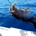 "Side Half-Day Fishing Adventure: Transfer Included!" - Key Points