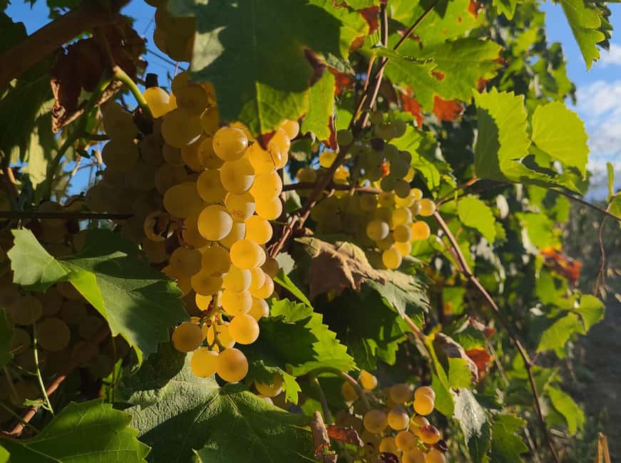 Siena: Podere Arizzi Winery Tour and Tasting - Guided Tour of the Vineyard and Winery Facilities