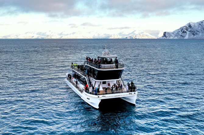 Silent Whale Watching - Starting Point and Departure Schedule in Tromsø