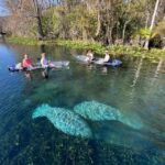 Silver Springs: Clear Kayak Manatee Season Tour - What to Expect from the Guided Nature Tour