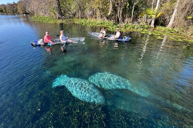 Silver Springs: Clear Kayak Wildlife Adventure - The Benefits of Using 100% Clear Kayaks