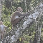 Silver Springs: Guided Clear Kayak or Paddleboard Gator Tour - Starting Point and Check-In at Silver Springs State Park