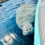 Silver Springs: Manatees and Monkeys Clear Kayak Guided Tour - Meeting Point and Practical Details at Silver Springs