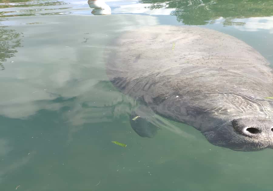 Silver Springs Orlando: Small Group Manatee Season Day Trip - Arrival at Silver Springs State Park