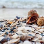 Single Kayak Rental on Big Hickory Pass - Choosing Your Rental Time: Sunrise or Sunset