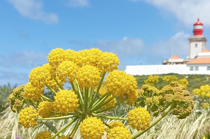 Sintra Tuk Tuk Tour. Mountain Monuments and Beaches - Exploring Serra de Sintra in a Tuk Tuk