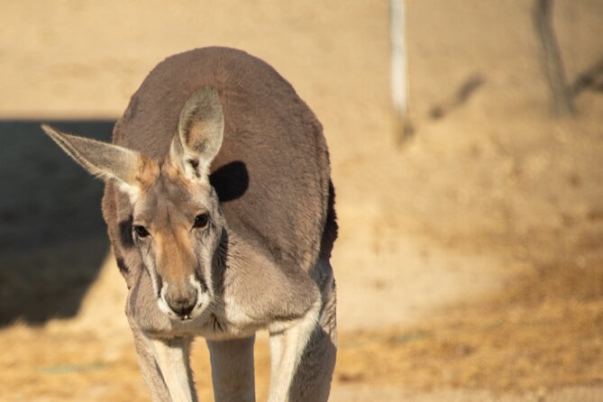Sip and Animal Safari Experience in Fredericksburg - Visiting Grapetown Vineyard in Fredericksburg’s Texas Outback
