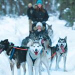 Sirkka: Husky Sled Ride in Levi - The Husky Park and Animal Care