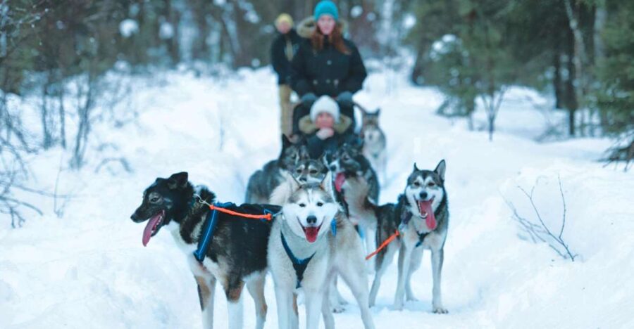 Sirkka: Husky Sled Ride in Levi - The Husky Park and Animal Care