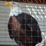 Sitka Shore Excursion: Bears, Raptor Center, & Totem Park Tour (Small Group) - Exploring Sitka’s Cultural Heritage at Totem Park