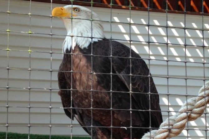 Sitka Shore Excursion: Bears, Raptor Center, & Totem Park Tour (Small Group) - Exploring Sitka’s Cultural Heritage at Totem Park