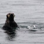 Sitka Sound Marine Wildlife Tour - Discovering Sitka’s Cultural and Natural Background