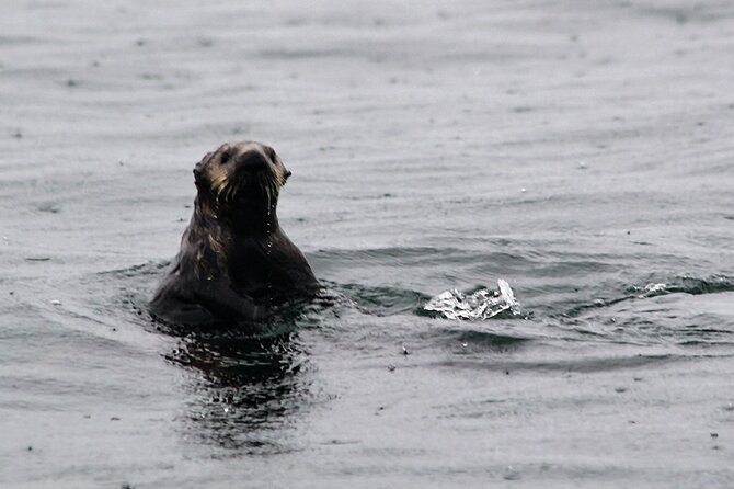 Sitka Sound Marine Wildlife Tour - Discovering Sitka’s Cultural and Natural Background