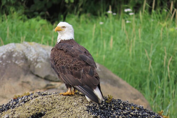 Sitka Whale Watch and Sea Otter Quest - The Marine and Land Wildlife You Can Expect to See