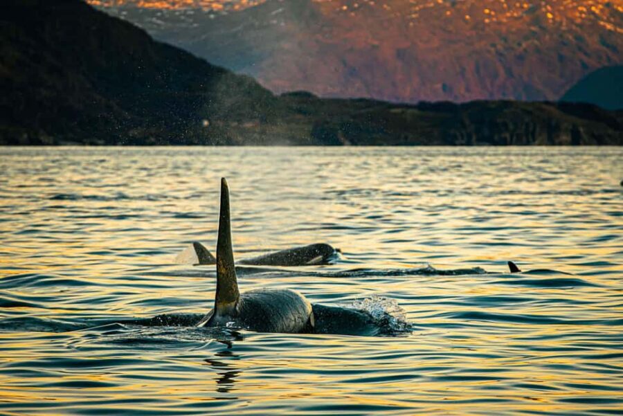 Skjervøy: Whale Watching with RIB Boat and Local Guide - The RIB Boat Adventure Outside Skjervøy