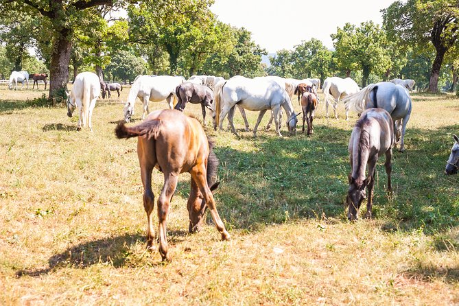 Skocjan caves, Piran & Predjama castle | Private trip from Ljubljana - Discovering Piran’s Medieval Charm