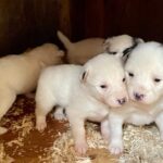 Sled Dog Adventure in Skagway - Interacting with Puppies and Learning About Sledding