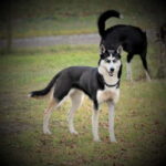 SLED DOG KENNEL VISIT TARTU COUNTRY ESTONIA - How to Find the Sled Dog Kennel in Tartu County