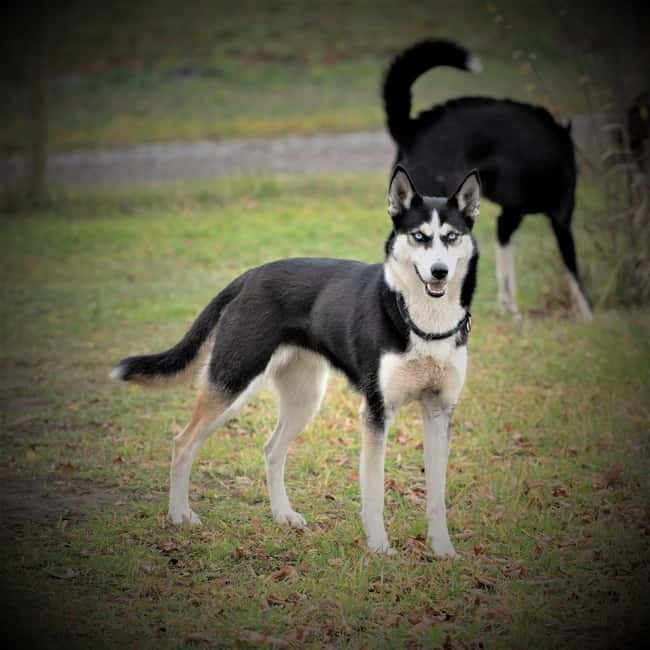 SLED DOG KENNEL VISIT TARTU COUNTRY ESTONIA - How to Find the Sled Dog Kennel in Tartu County