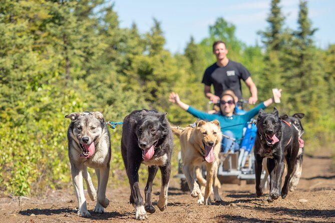 Sled Dog Ride and Scenic Drive from Anchorage - Scenic Drive Along the Glenn Highway and Through Wasilla