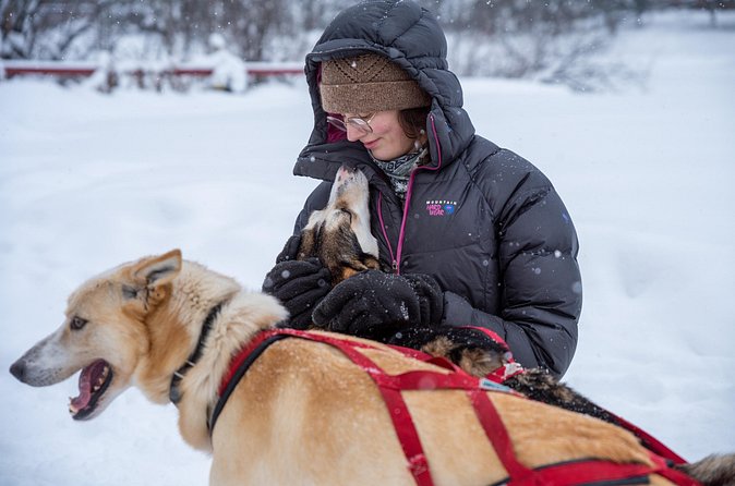 Sled Dog Sampler Ride in Fairbanks - Meet the Famous Alaskan Huskies and Learn About Mushing