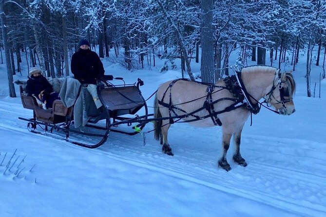 Sleigh or wagon ride in the arctic Country side - Exploring the Alta Countryside by Horse-Drawn Sleigh or Wagon