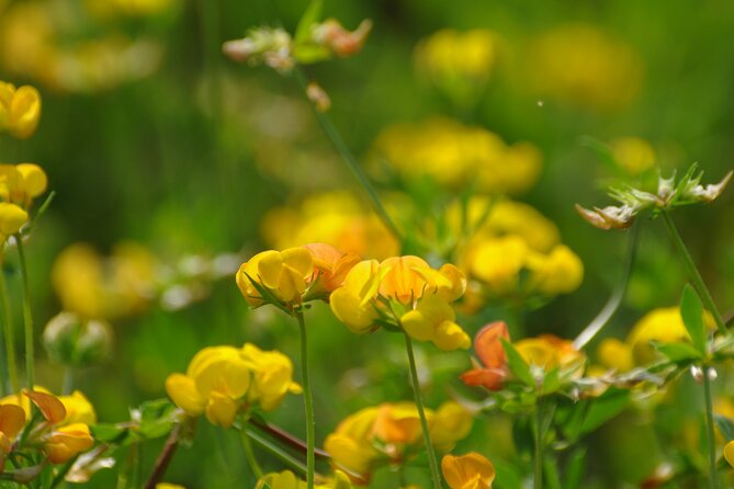 Slow Parma Food Experience Half Day Private Tour and Tasting - Explore Torrechiara’s Medieval Charm with a Photo Stop