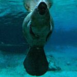 Small Group 6 Passenger Manatee Swim - Meeting Point at the Private Docks in Crystal River