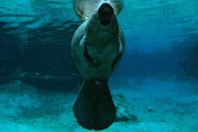 Small Group 6 Passenger Manatee Swim - Meeting Point at the Private Docks in Crystal River
