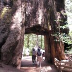 Small-Group Day Trip to Yosemite from Lake Tahoe - Convenient Round-Trip Transportation from Lake Tahoe