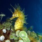 Small Group Diving Baptism in Tossa de Mar - Learning the Basics of Scuba Diving