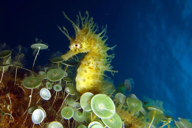 Small Group Diving Baptism in Tossa de Mar - Learning the Basics of Scuba Diving