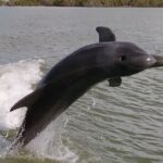 Small-Group Everglades Boating Kayaking and Walking Eco Tour - Kayaking in Peaceful Waters for Shorebird Encounters