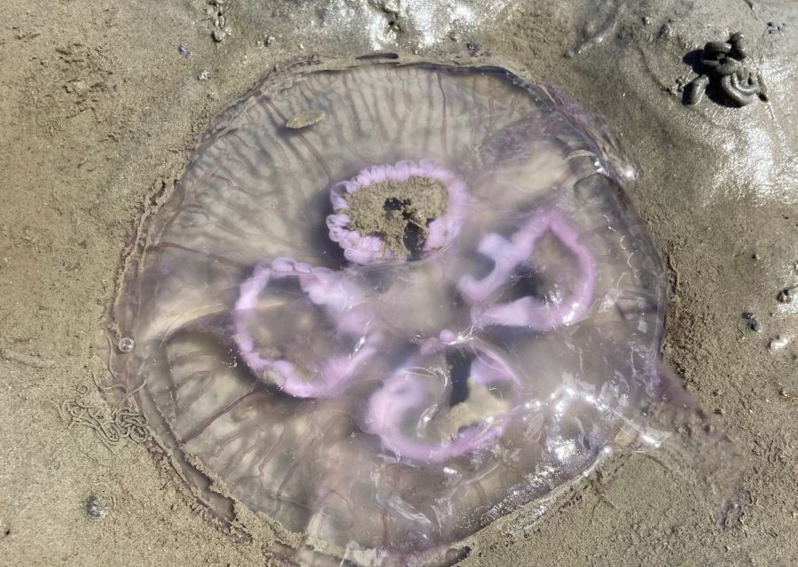 Small group full day island tour to Texel from Amsterdam - Ferry to Texel: Starting the Island Adventure