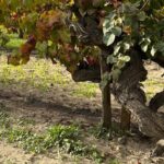 Small group half day Camargue and rosé wine tour from Montpellier - Transportation and Meeting Arrangements