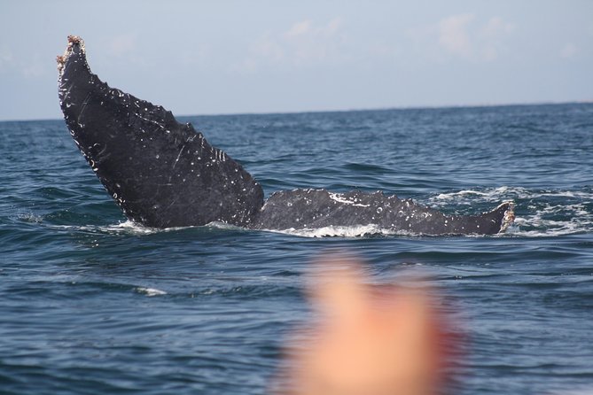 Small-Group Half-Day Whale-Watching Tour in Puerto Vallarta - Spotting Humpback Whales in Banderas Bay