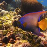 Small Group Key West Snorkel Adventure - The Experience Provider: Lost Reef Adventures