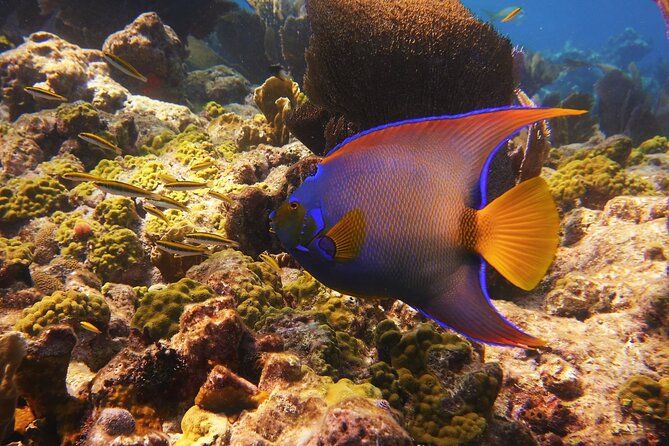 Small Group Key West Snorkel Adventure - The Experience Provider: Lost Reef Adventures