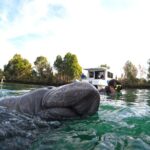 Small Group Manatee Swim Tour With Free Photos - Starting Point at Natures Discovery in Crystal River