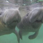Small group Manatee Tour with In-Water Divemaster/Photographer - The Guided In-Water Experience with a Divemaster and Photographer