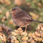 Small-group New Forest Discovery Walk from Lyndhurst - The Role of Commoning and Landscape Management